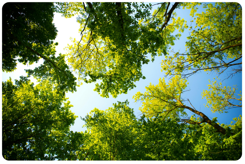//nutriburst.myshopify.com/cdn/shop/files/pexels-valentin-s-589802_copy_1_1000x.png?v=1712902348