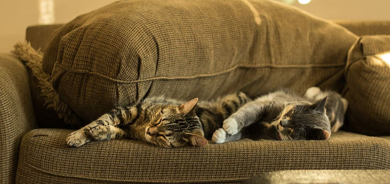 cats sleeping