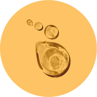 //nutriburst.myshopify.com/cdn/shop/files/Maltitol_Liquid-low_res-scale-2_00x_52c7049a-0335-40b6-b30f-89abc68c811b_200x.png?v=1675397086